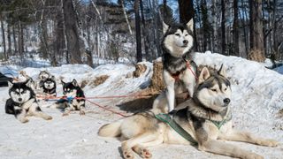 Huskies outside on sled