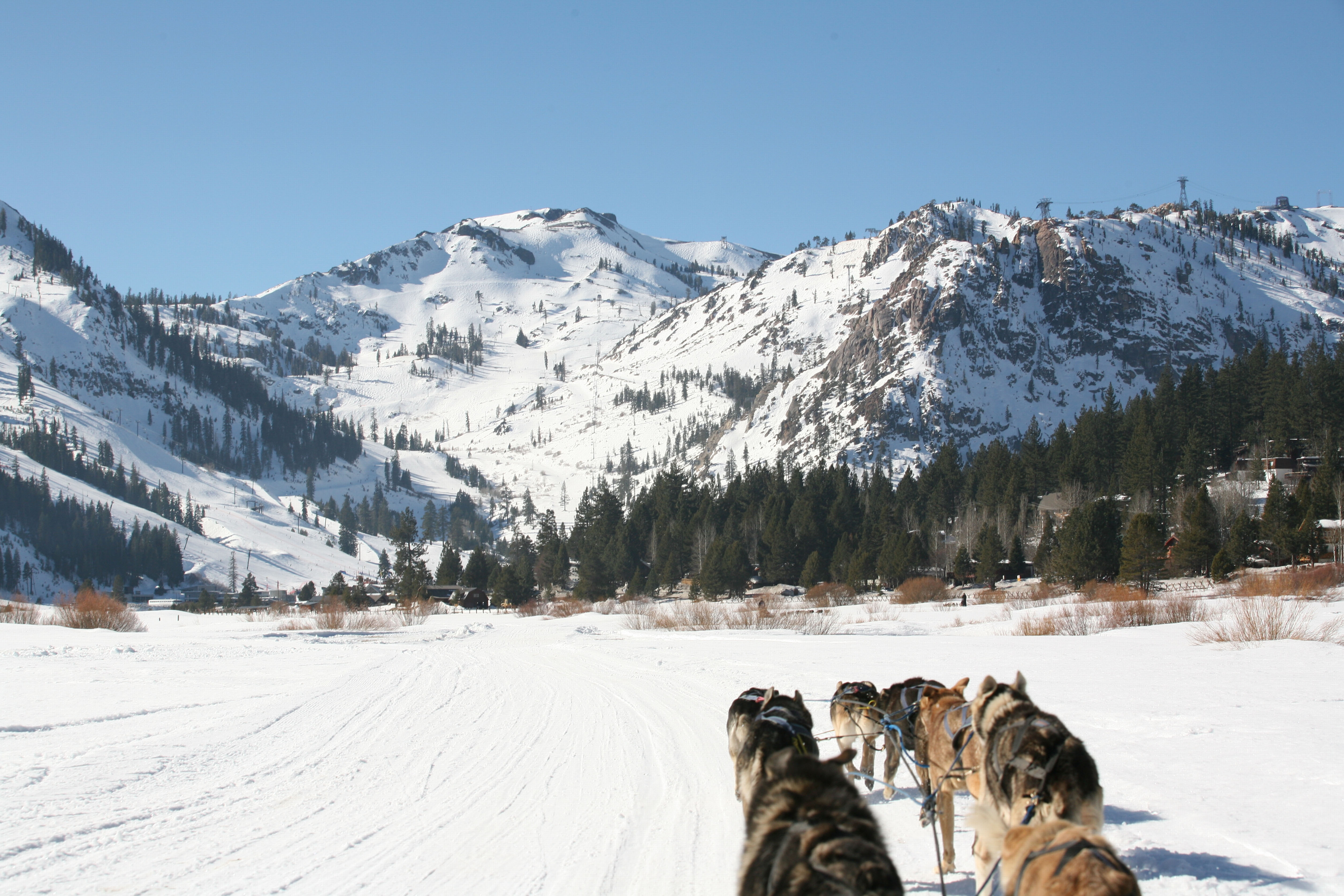 A team of sled dogs pulls a sled across a snow-covered trail with mountains rising behind them.