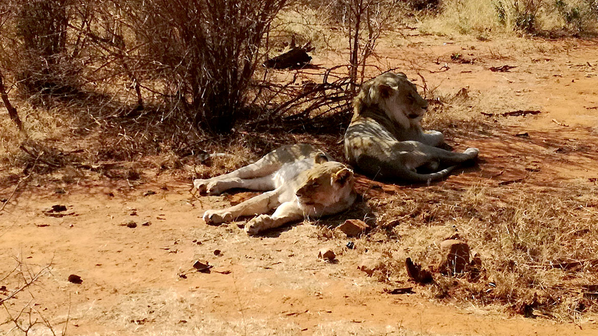 Two lions in Madikwe Game Reserve