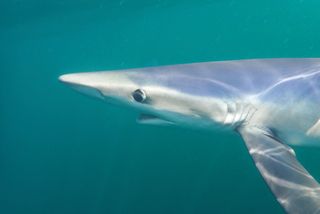 Blue Shark, Cornwall