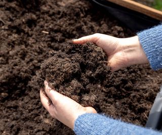 Gardener examines handful of compost