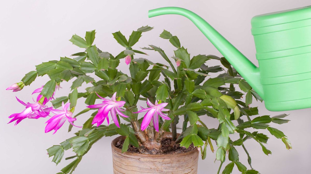 Christmas cactus watering tips essential advice Gardeningetc