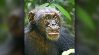 A chimpanzee named Woodstock with leprosy, in the Ivory Coast.