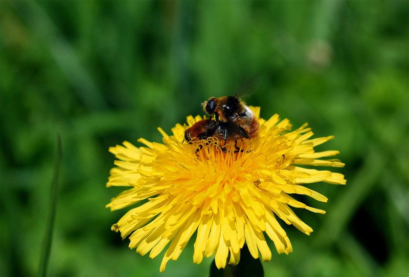 buff-tailed bees mating on a flower