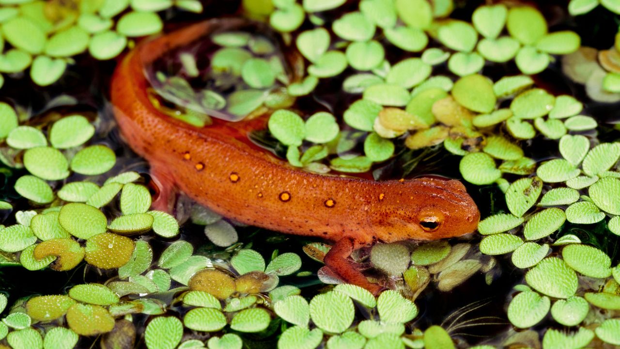 newt habitat with newt swimming in water