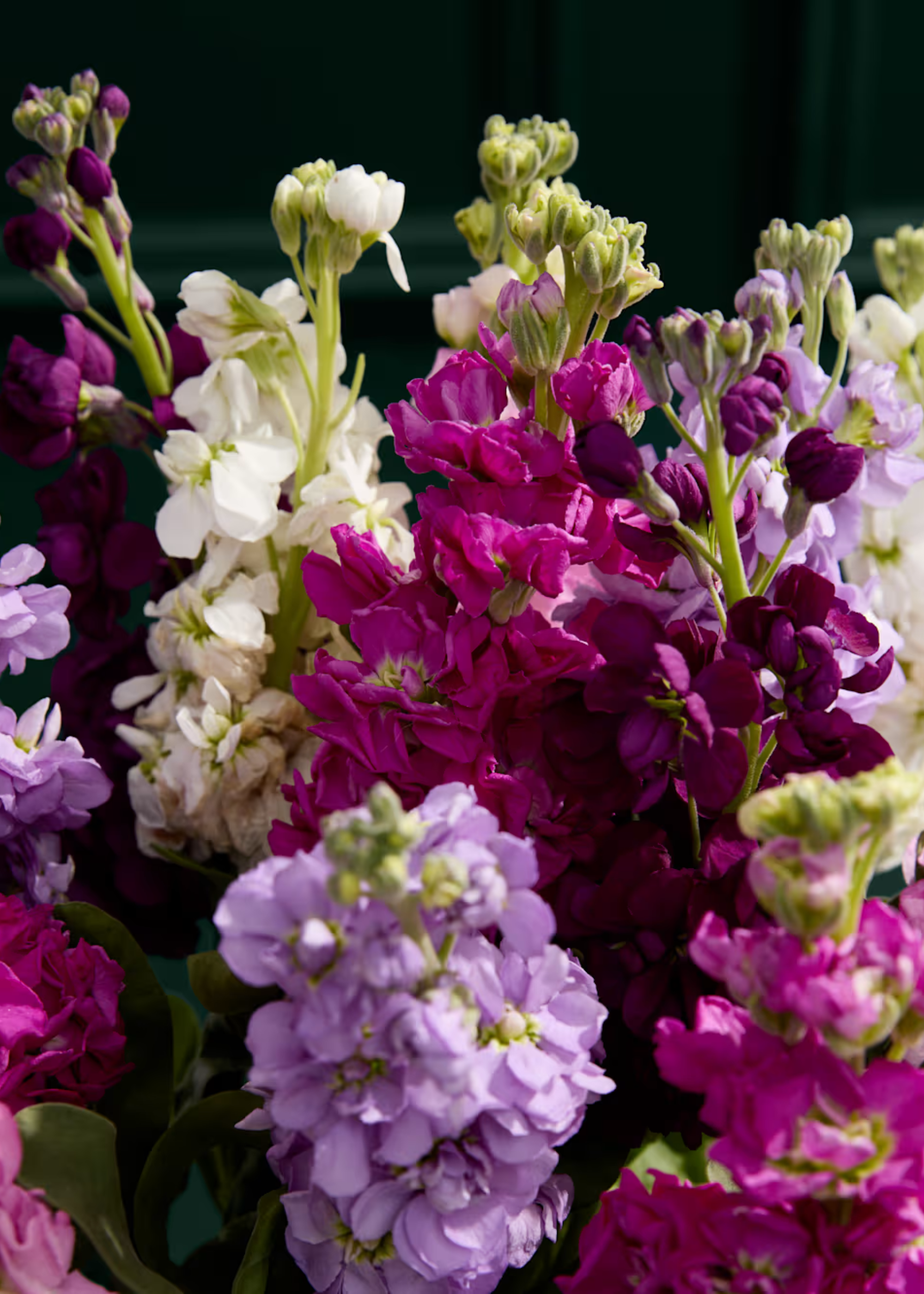 A close-up of purple, pink, and white stock flowers