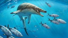 Artist illustration of the extinct, Khinjaria acuta, chasing fish underwater with its jaw open.