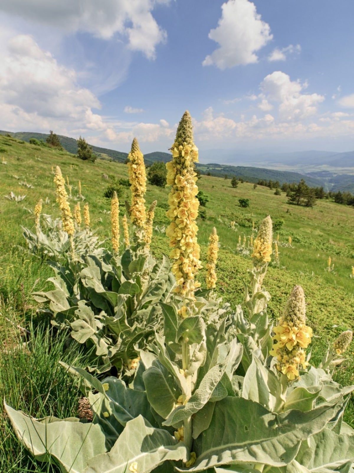 Mullein Plants In A Field