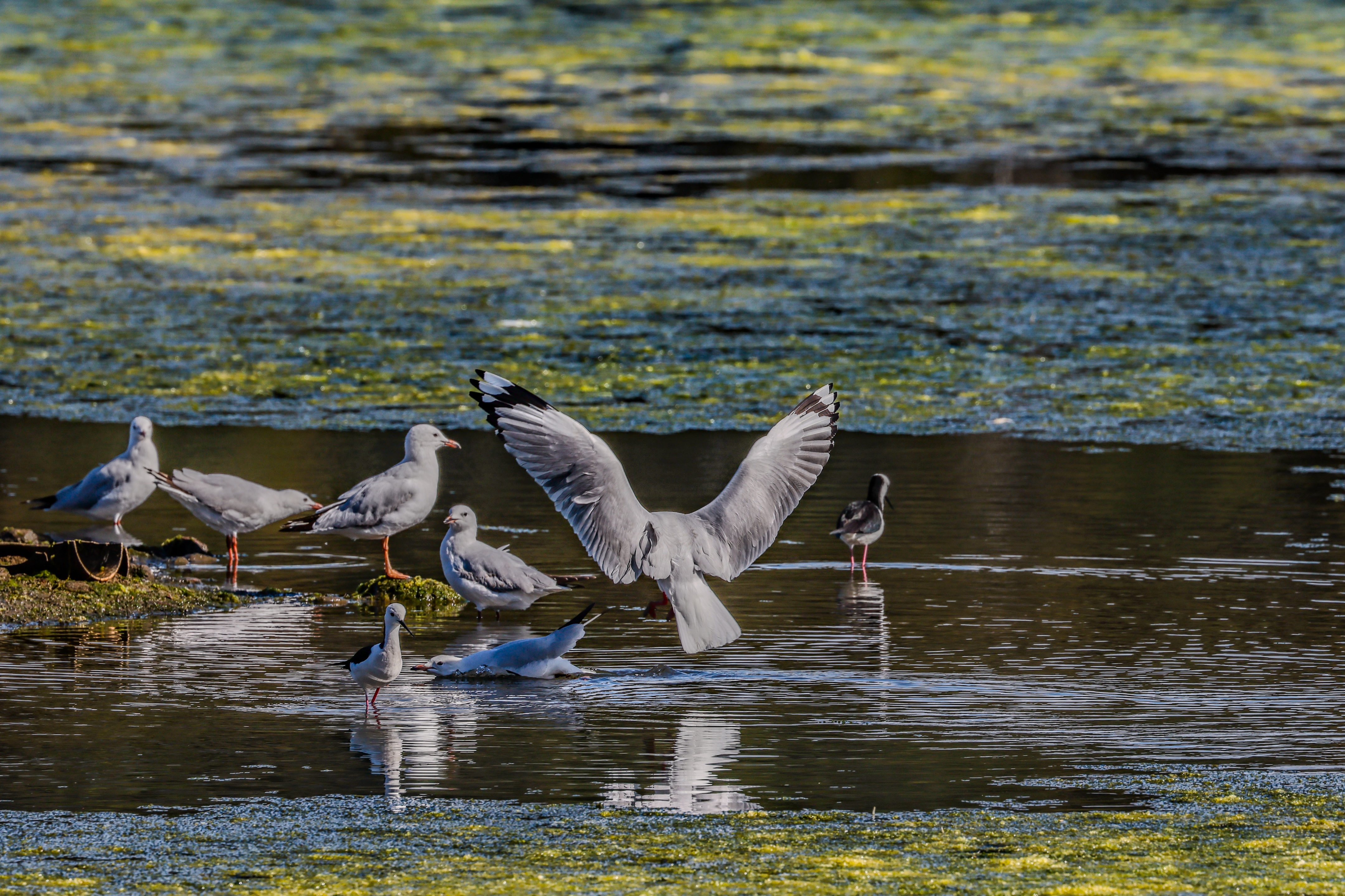 A silver gull with wings stretched landing in a lake