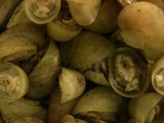 After a deep-sea dive, researchers found they had been transporting these limpets, <em>Lepetodrilus gordensis</em>, between sites.