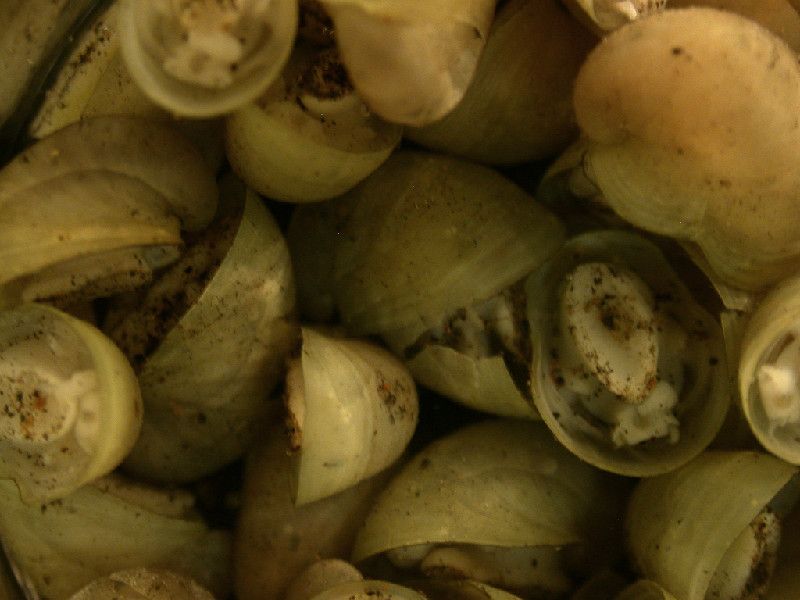 After a deep-sea dive, researchers found they had been transporting these limpets, &lt;em&gt;Lepetodrilus gordensis&lt;/em&gt;, between sites.