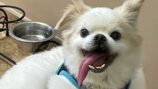 Saving Senior Dogs Week Ambassadog Rex the Pekingese