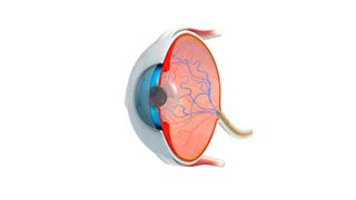 3D cutaway illustration of a human eye