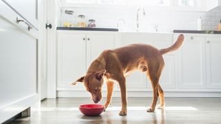 grain free dog food best