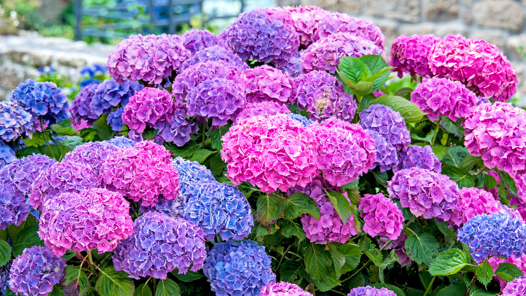 Hydrangea with blooms in pink, purple, and blue