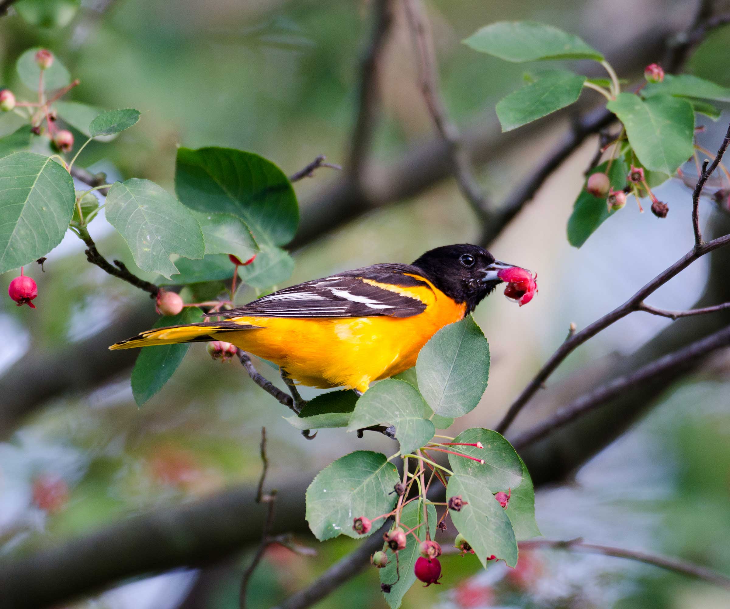 Baltimore oriole eating berries in shrub