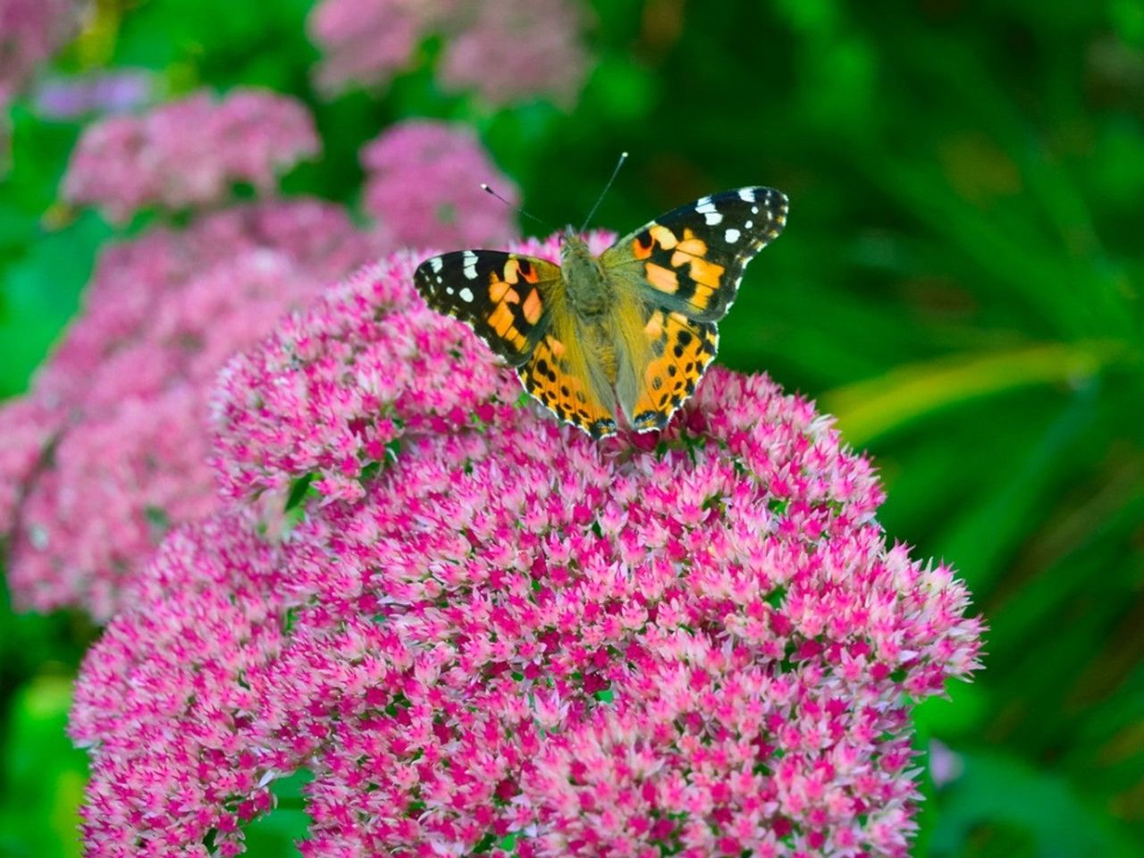 A Butterfly On A Late-Blooming Pollinator Plant