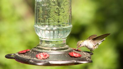 Bird feeding mistakes, bird drinking water on a feeding table