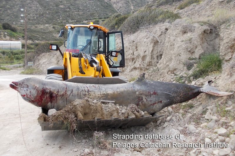 A front-end-loader removes a beaked whale that was stranded on the beach after an earlier mass stranding off Greece in 1996.