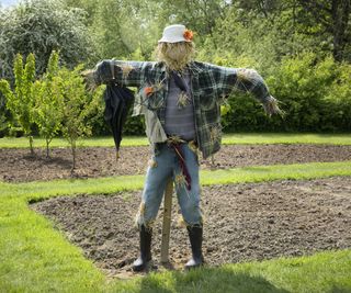 A scarecrow in a garden