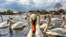 Swans on the River Thames