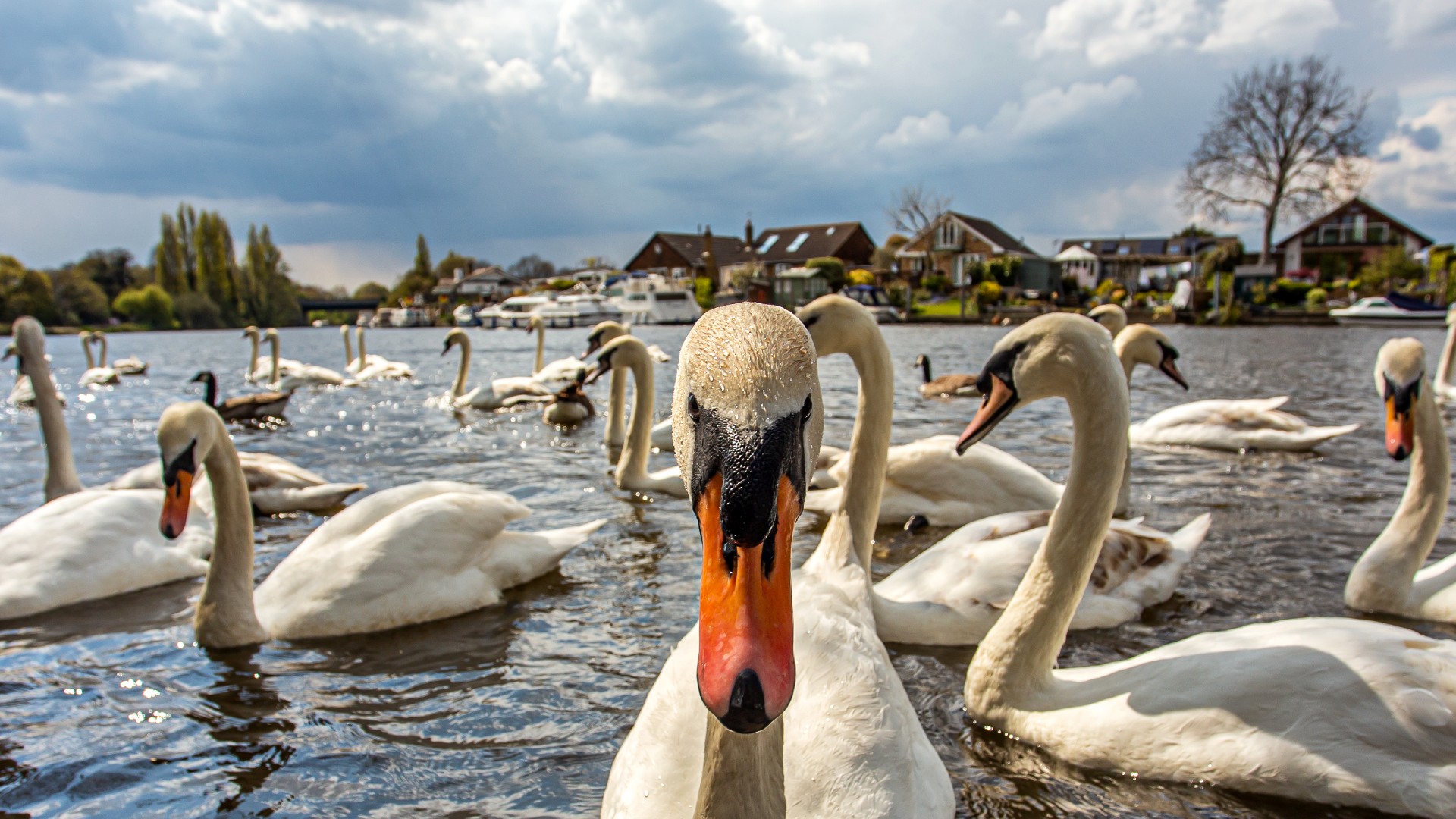 Swans on the River Thames