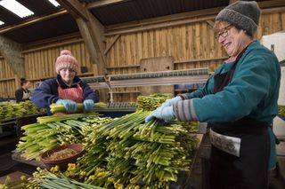 Narcissus and daffodil growers of the Scilly Isles