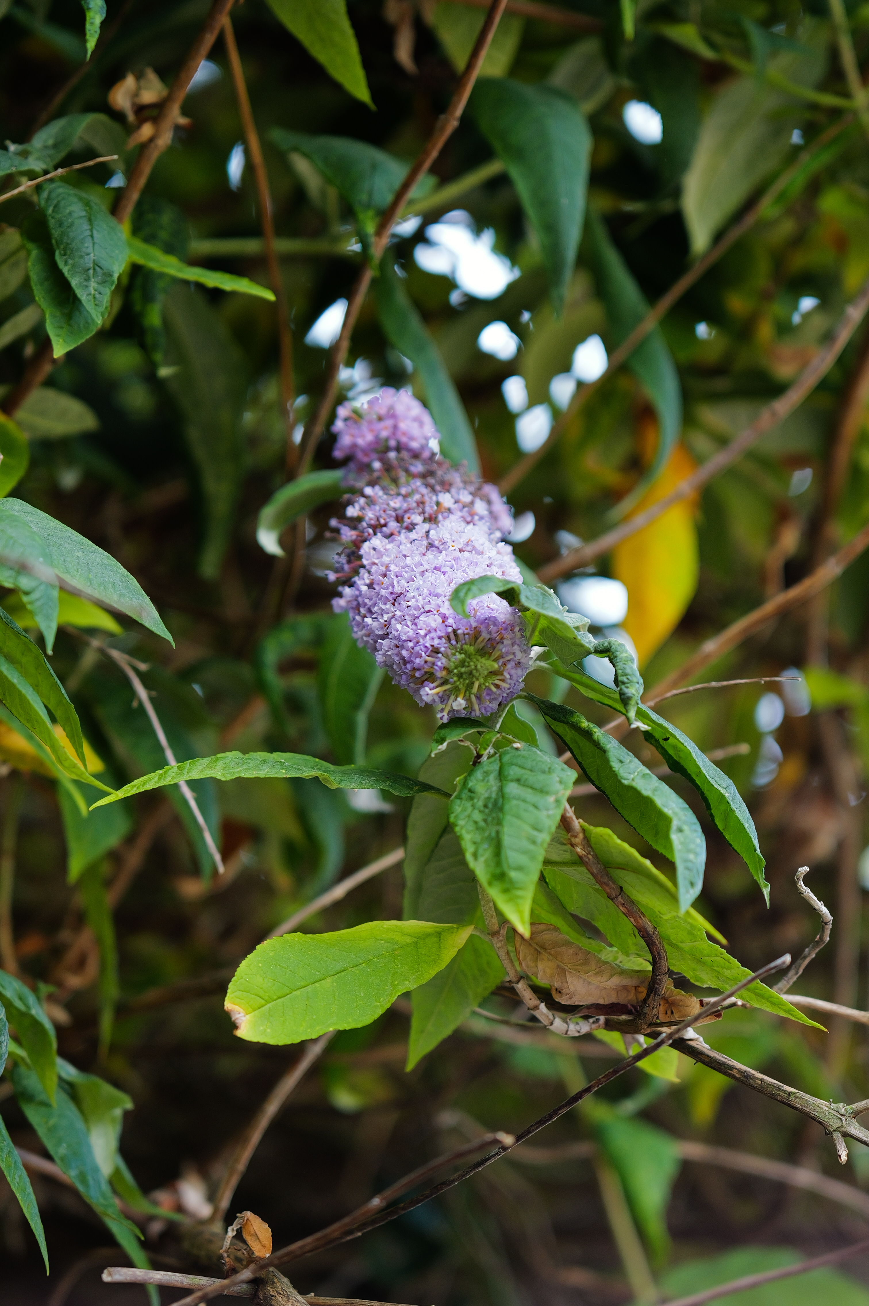 A photo of a flower taken on a Leica Q3 43 camera
