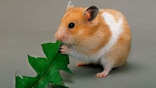 Hamster eating dandelion leaf