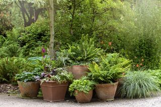Ferns in pots in garden with ornamental grasses