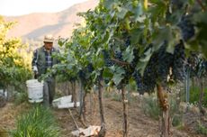 A worker picks grapes in a vineyard in Chile