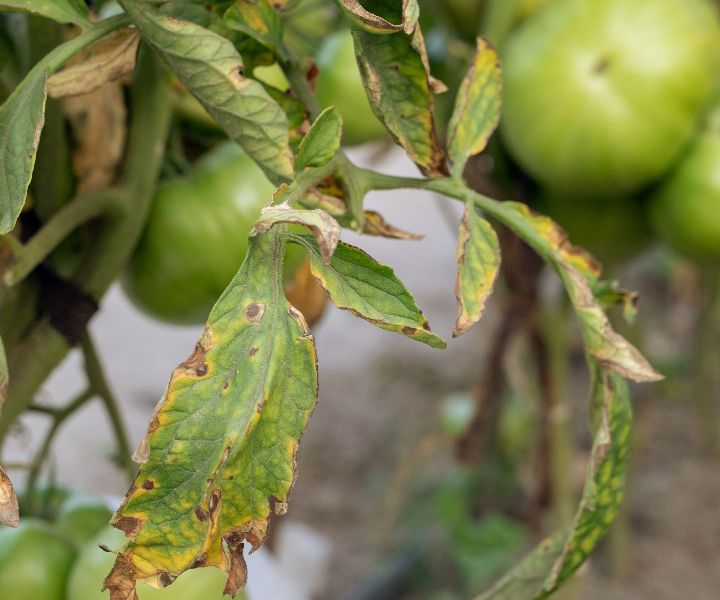 Tomato leaves damaged by fusarium wilt