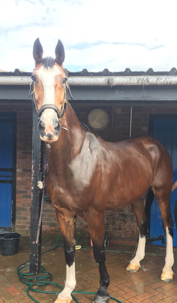connor west yorkshire police horse