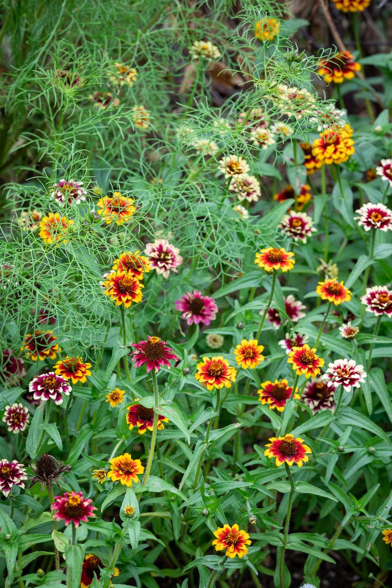 How to grow zinnias tips on planting, growing and caring for these