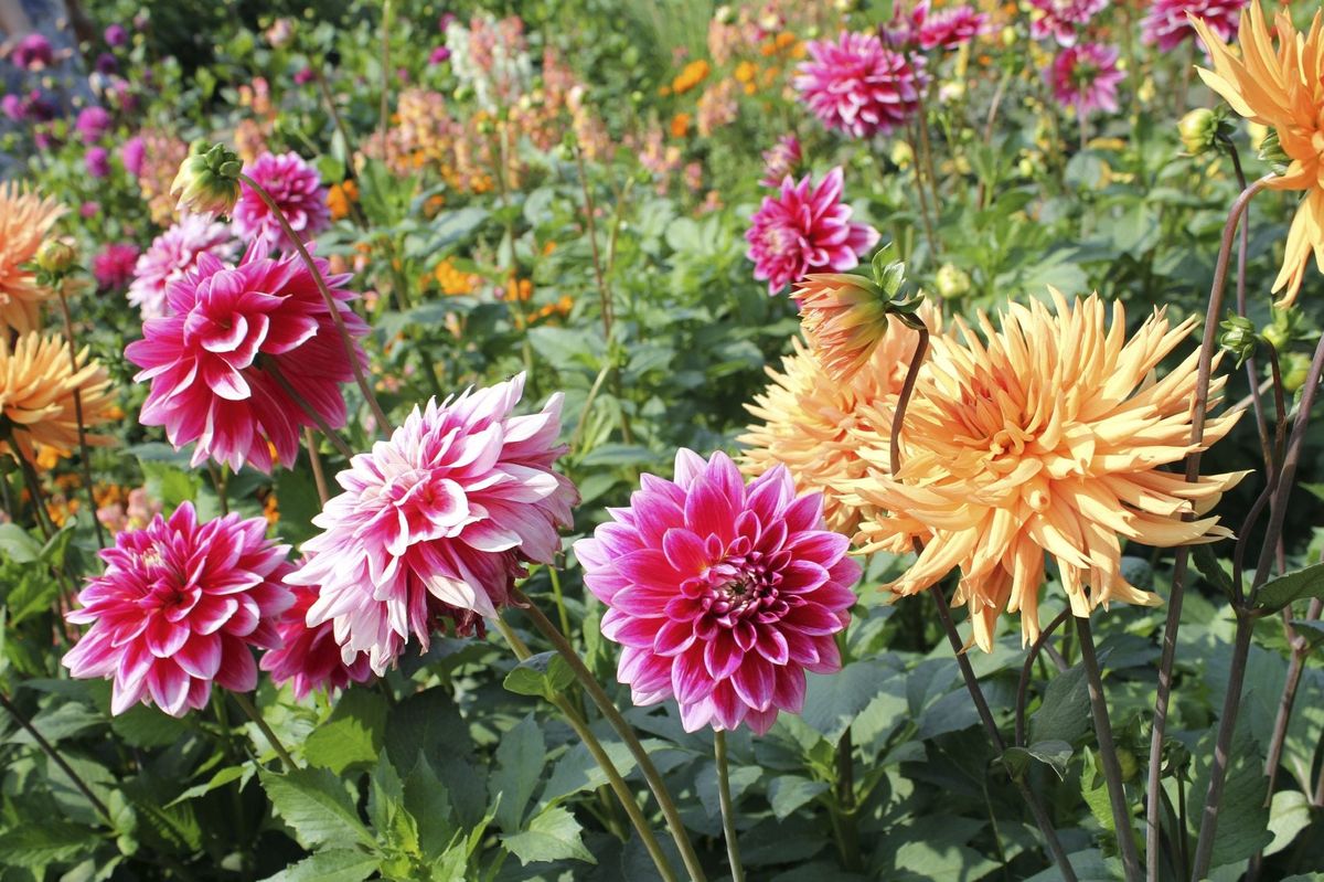 Splitting Dahlia Tubers Learn When And How To Divide Dahlia Clumps Gardening Know How
