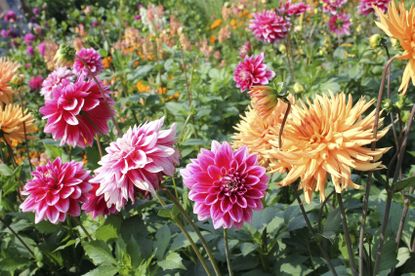 Several Differently Colored Dahlia Flowers