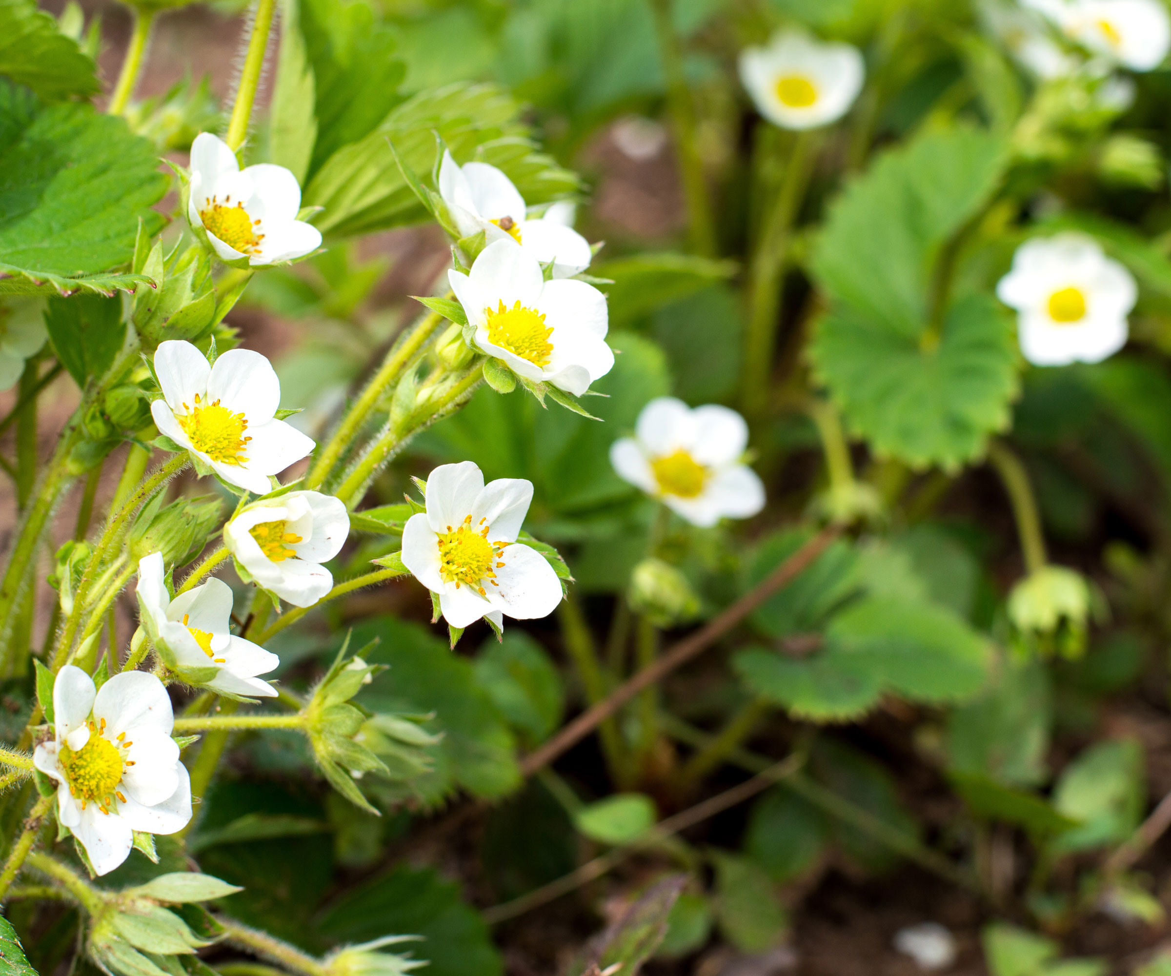 strawberry plants with white flowers
