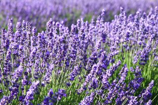 Bright purple lavender