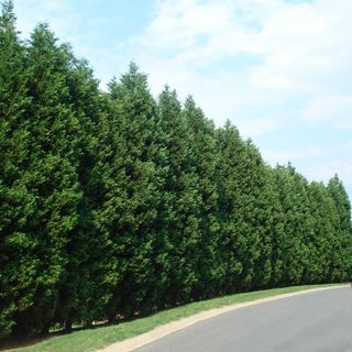 A tall Leyland cypress hedge 