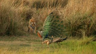 India's Bandhavgarh Tiger Reserve