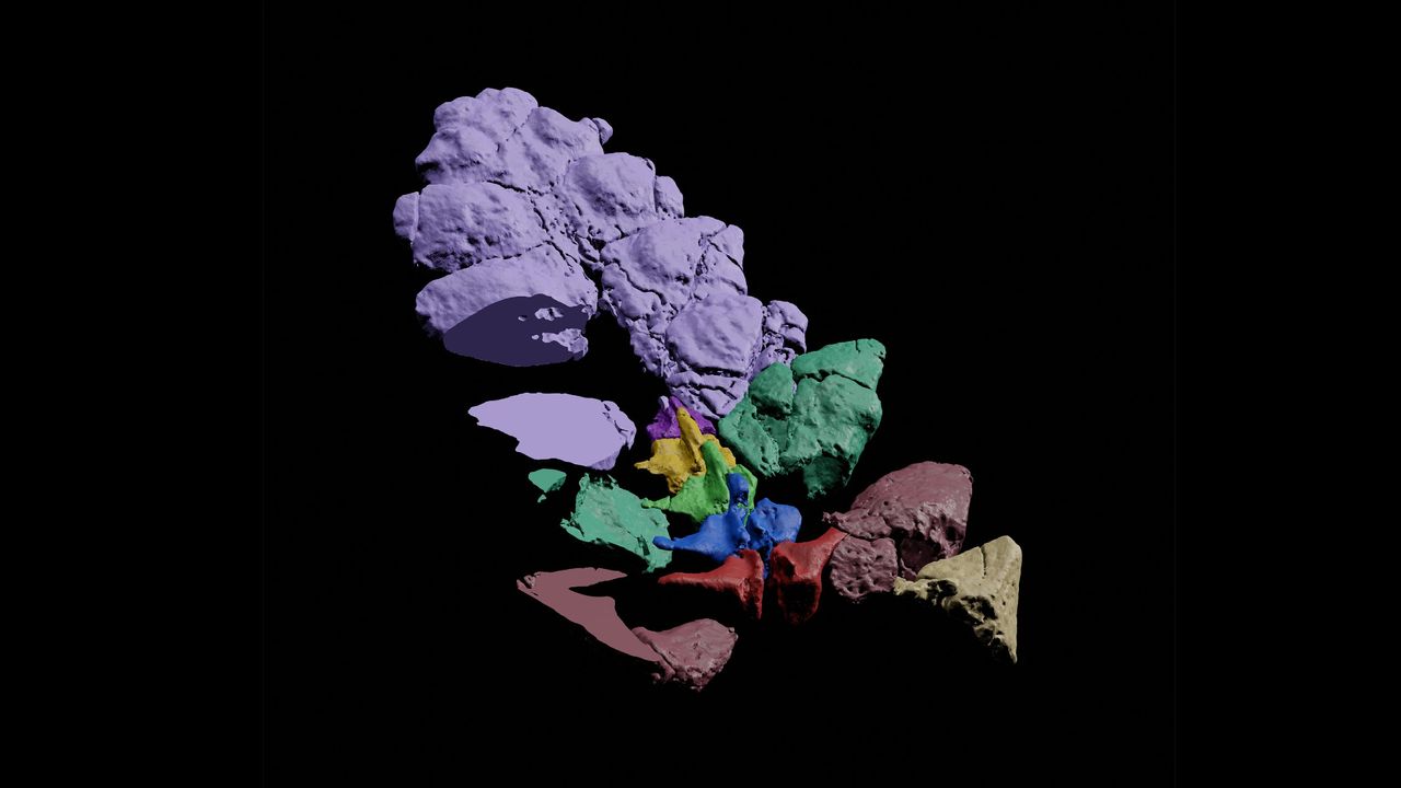 A digital reconstruction of the unique tail weapon of Stegouros elengassen. Different colors signal separate bones; many bones were fused into a single unit (liliac).