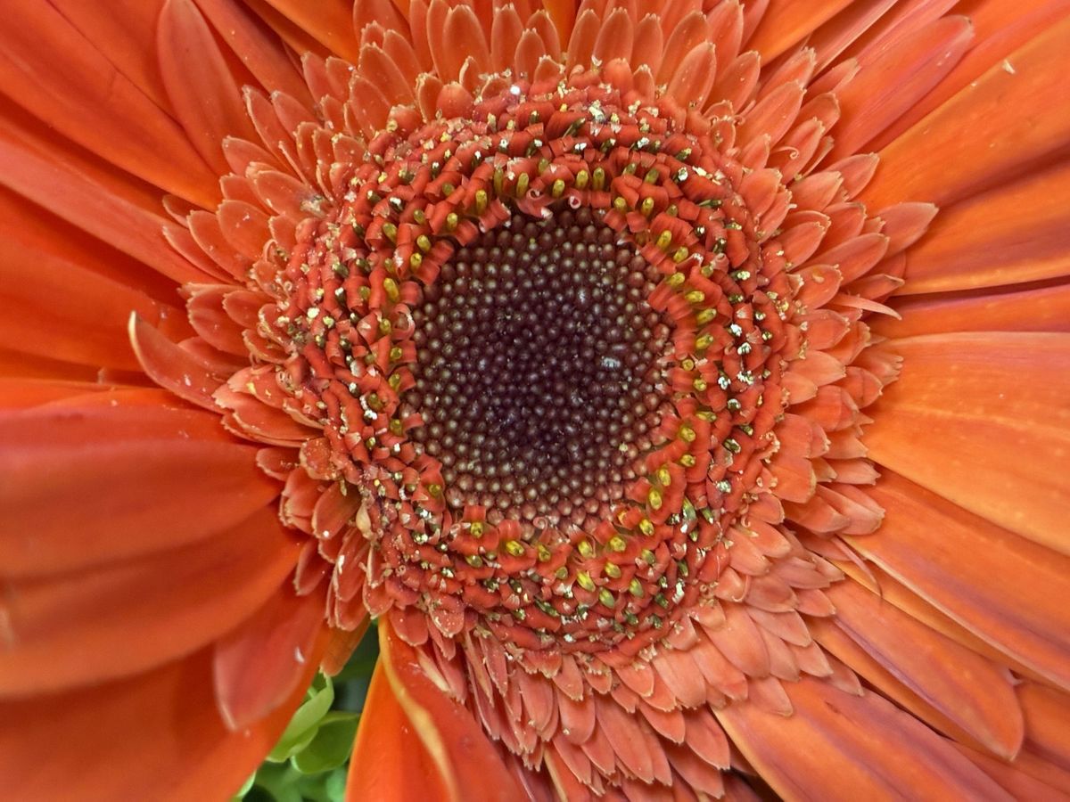 Apple iPhone 16e macro sample.
