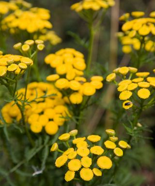 yellow tansy flowers