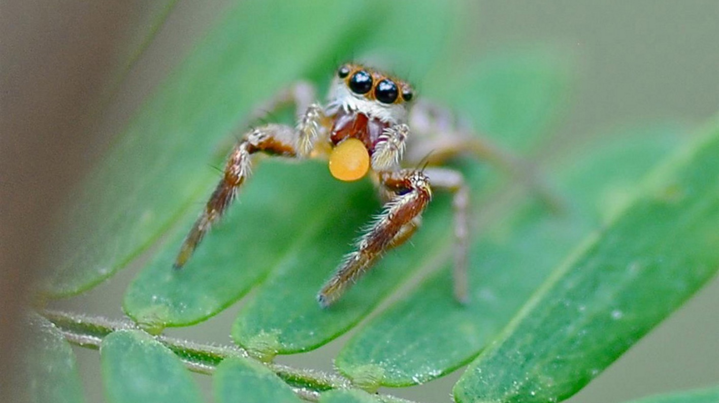 Spider Snacks Photos Of Plant Eating Arachnids Live Science