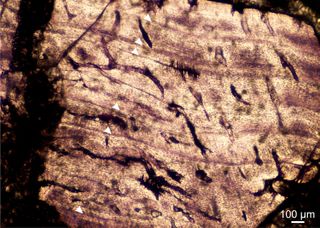 Much like tree rings, dinosaur bones have growth rings. Here, closely spaced growth rings show that this particular Ledumahadi mafube had a decreased growth rate as it got older.