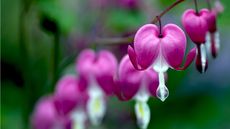 How to divide bleeding heart