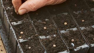 hand sowing seeds in a seed tray to show how to grow sweet peas from seeds