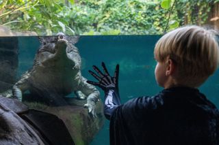 Boy wearing a skeleton glove holidng his hand up to glass with a crocodile behind the glass in water