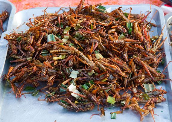 Thai grasshopper snack food in Bangkok, Thailand. 