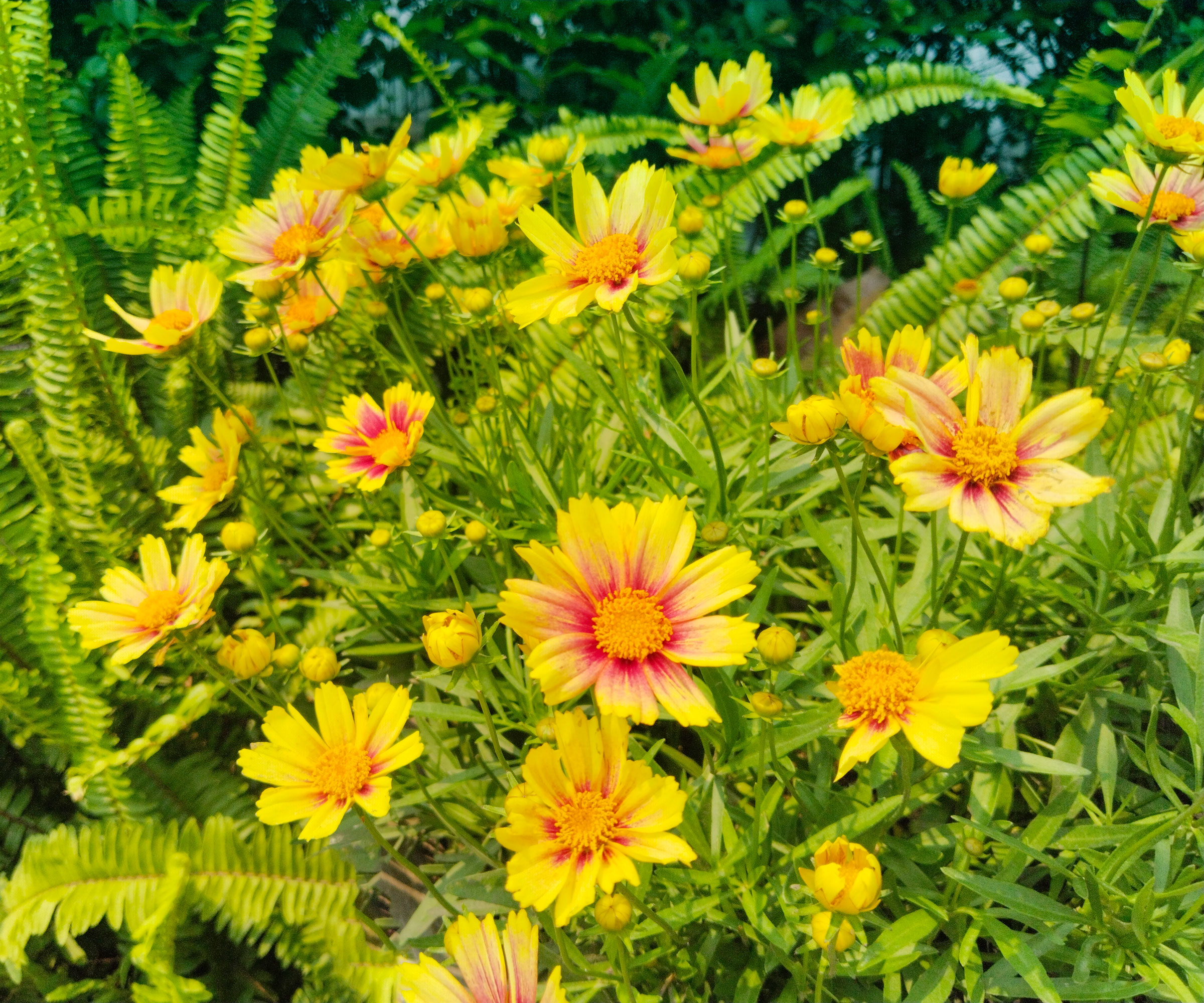 coreopsis plants with bright yellow flowers